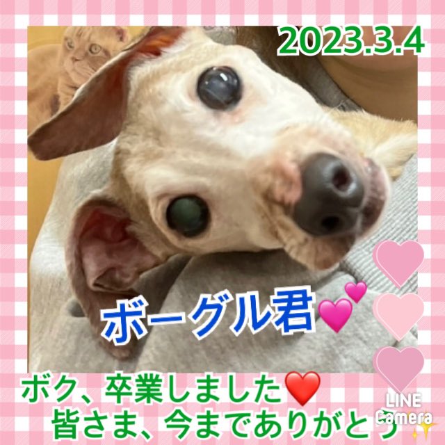 【運命の赤い糸見～つけた💓チワワのまややんちゃん💕、イタグレのボーグル君💕】2023,3,4